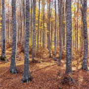 深圳发电机租赁启灏讲述发动机使用中的几个误区